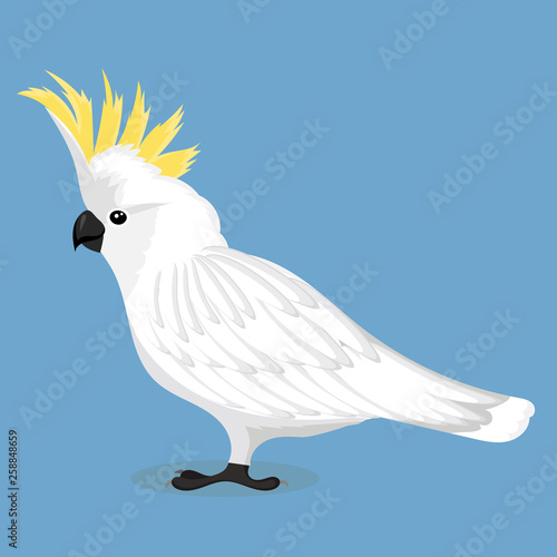 Sulphur crested cockatoo