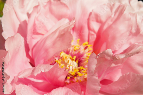 Pink peony paeonia suffruticosa flower head close up