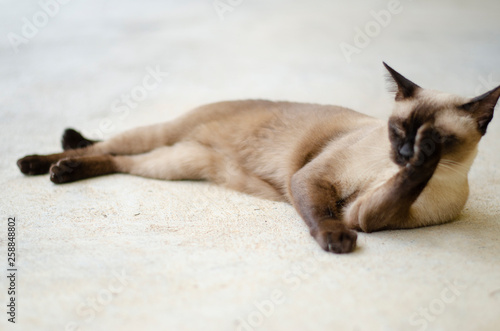 Thai lazy cat lay in easy day