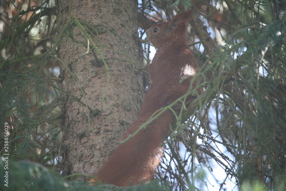 Obraz premium Eichhörnchen / Sciurus in einer Fichte 1