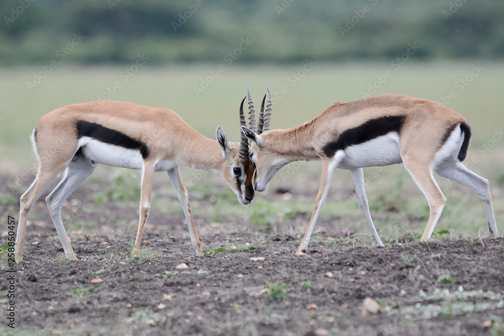 Gacela Thomson fighting in Serengeti Gacela Thomson fighting in Serengeti
