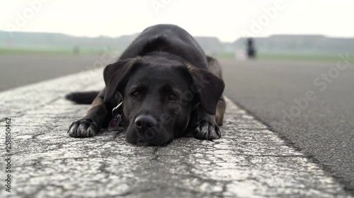 Black labrador laying down at Tempelhof Field, Berlin, Germany.