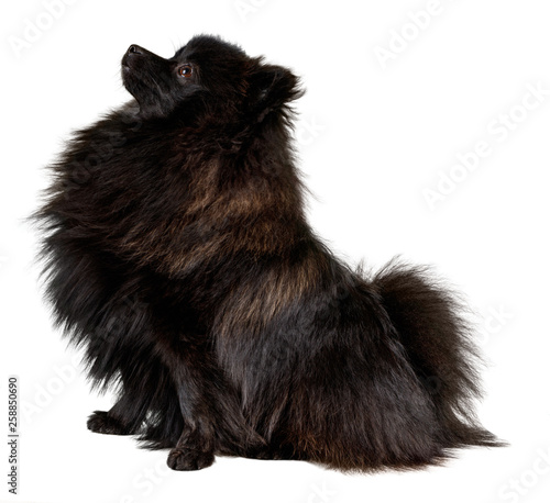 Obraz na plátne Black pomeranian spitz sitting.