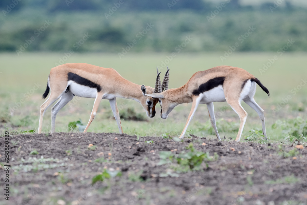 Gacela Thomson fighting in Serengeti Gacela Thomson fighting in Serengeti