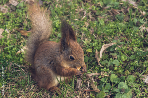 The red squirrel stands in the grass. 