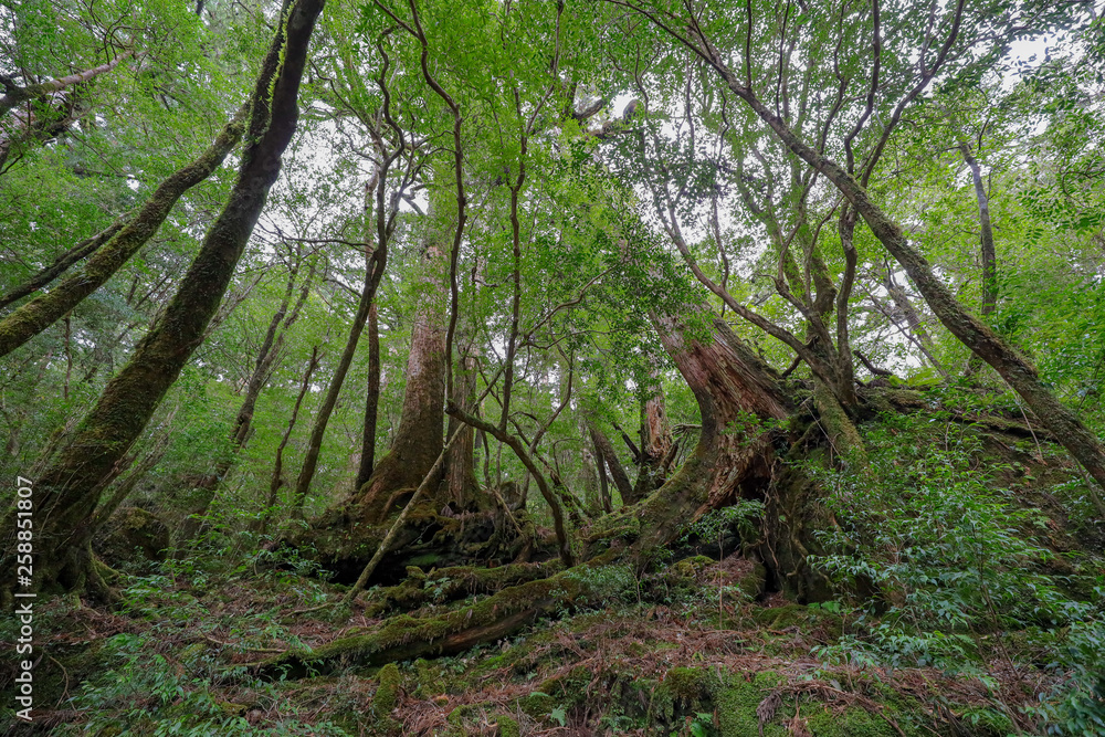 屋久島の森