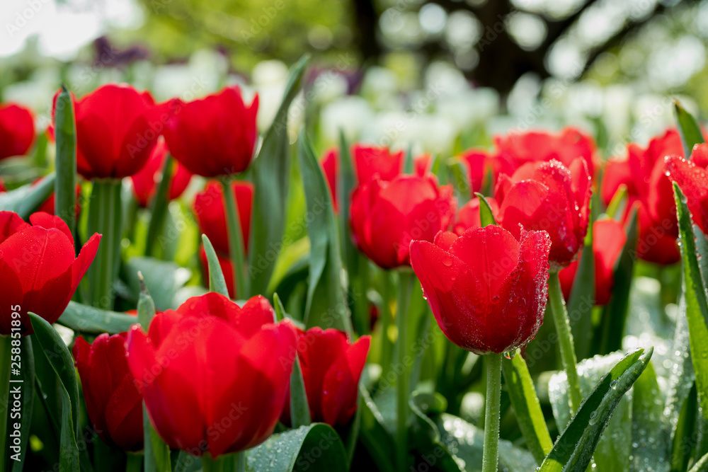 Fresh red tulips in the garden.