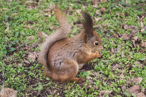 The red squirrel stands in the grass. 