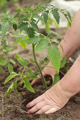 farmer's hands planting a tomato seedling in the vegetable garden