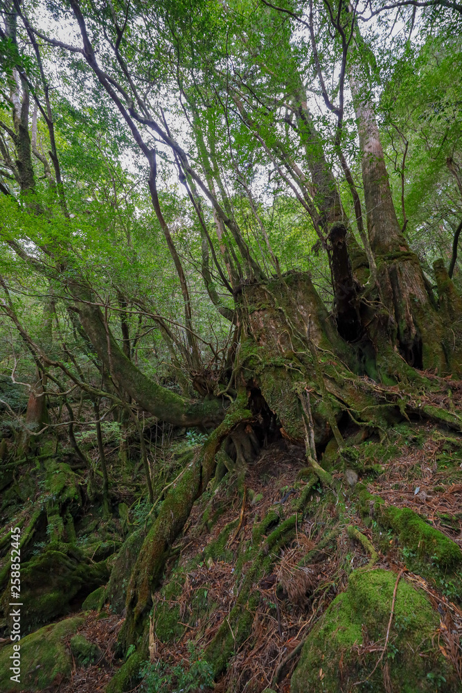 屋久島の森