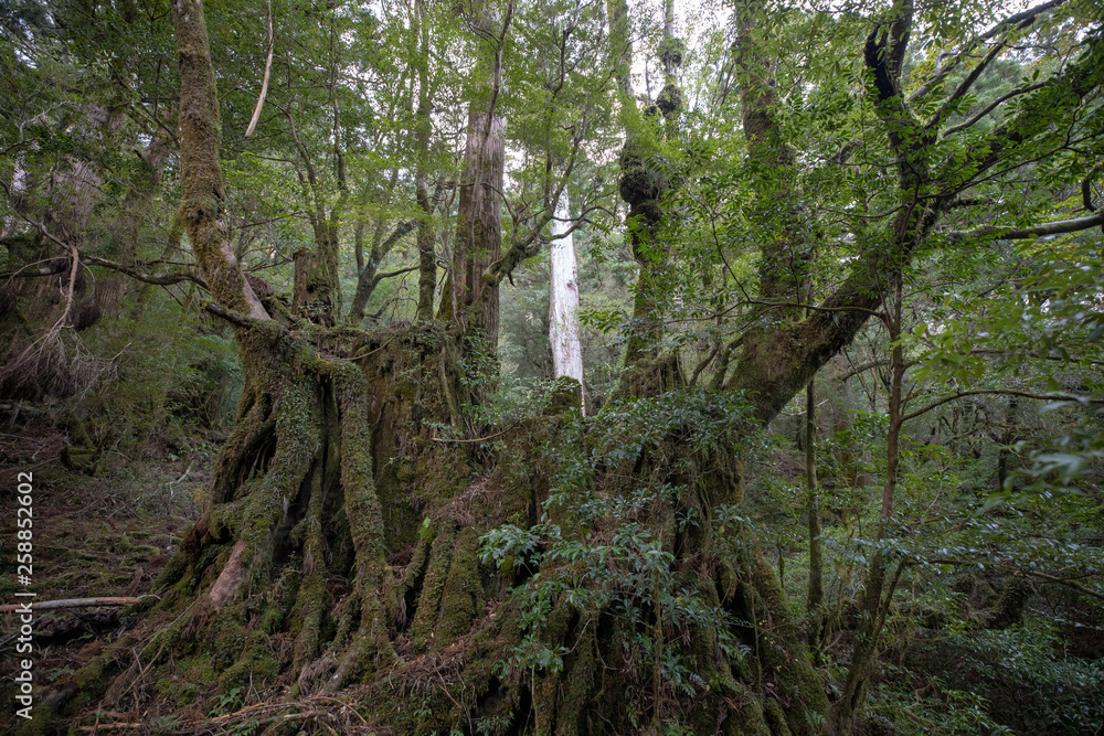 Fototapeta premium 屋久島の森