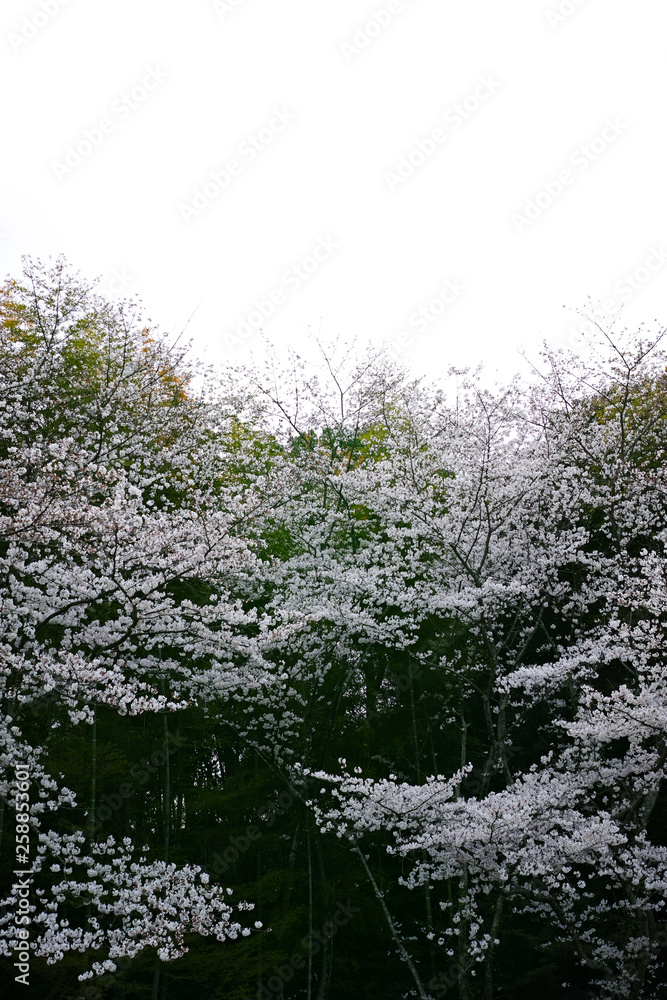 桜 桜