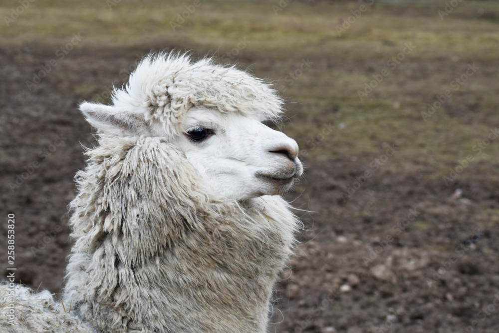 Profile of cute domestic lama head outdoors in spring day.