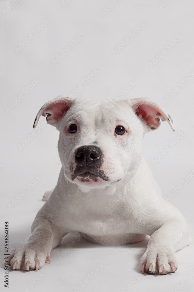 white staffordshire bull terrier