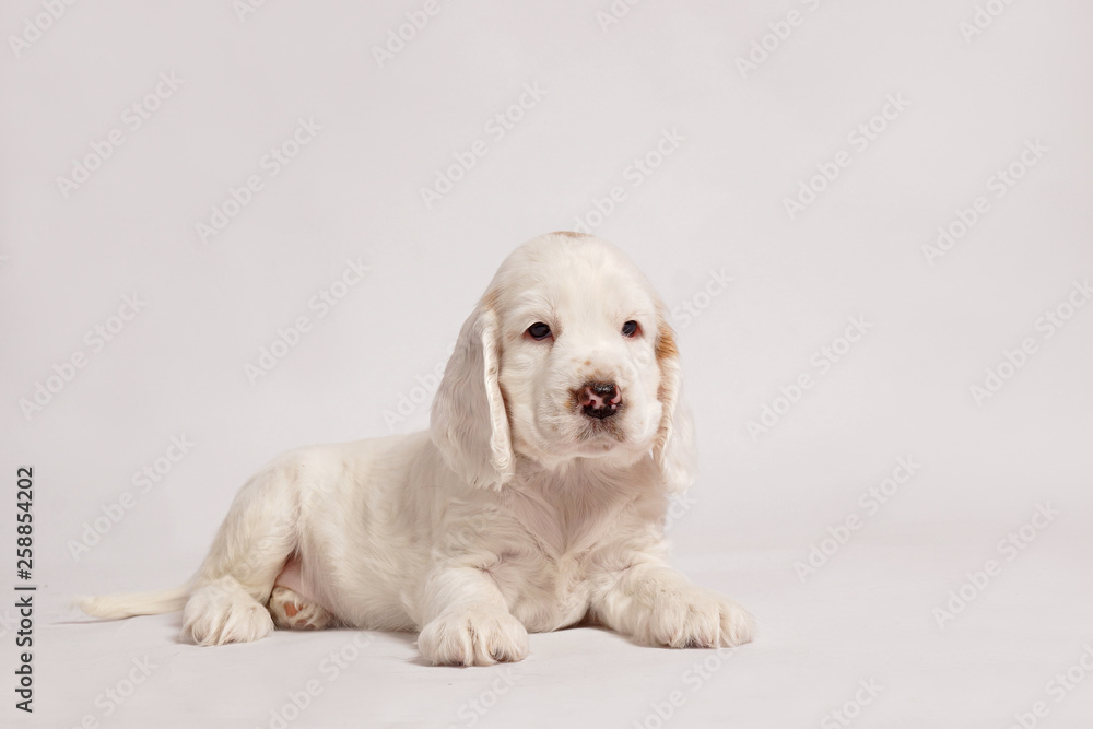 English Cocker Spaniel on a white background English Cocker Spaniel on a white background