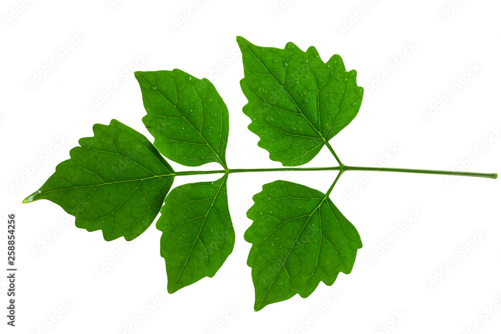 Green leaves on a white background. Green leaves on a white background.