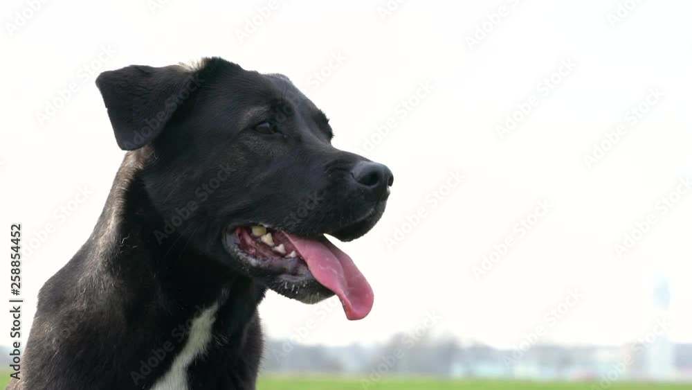 Close up of adorable black Labrador at Tempelhof Field, Berlin, Germany. Close up of adorable black Labrador at Tempelhof Field, Berlin, Germany.