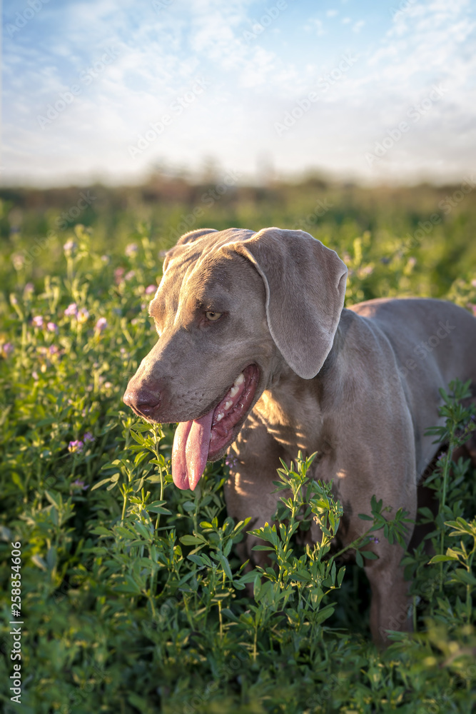 Weimaraner dog in a green lucern/alfalfa field (Grey Ghost dog)