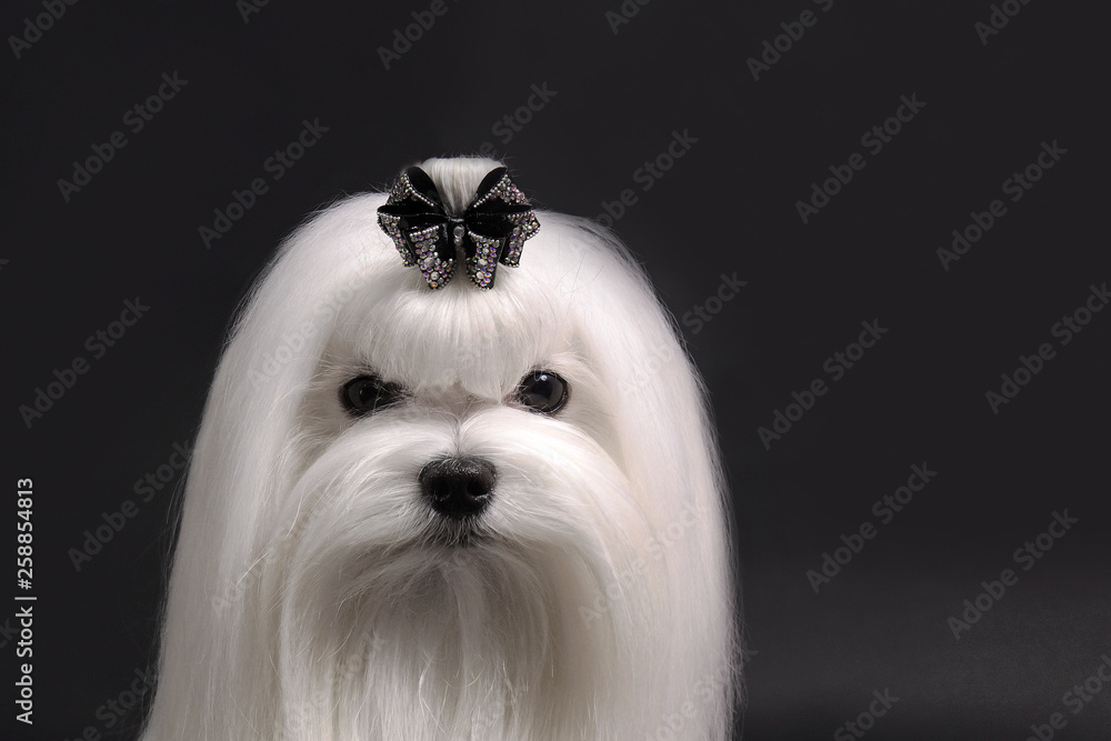 maltese dog on black background maltese dog on black background