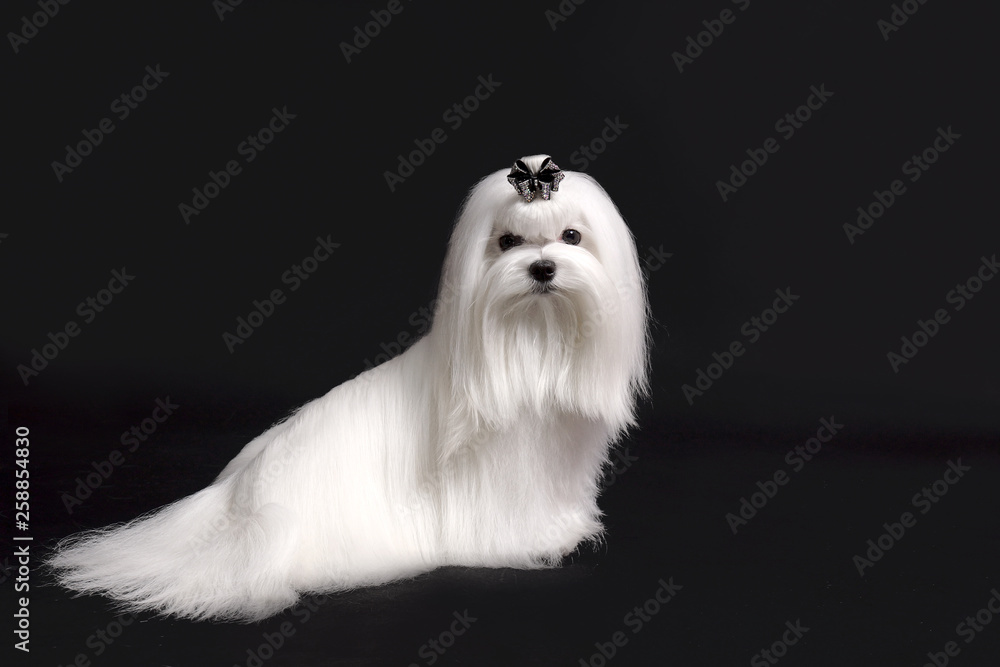 maltese dog on black background maltese dog on black background