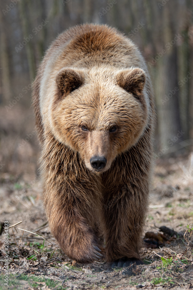 Obraz premium Big brown bear in forest