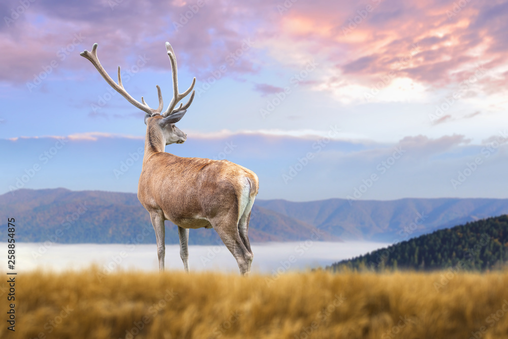 Obraz premium Deer on mountain background