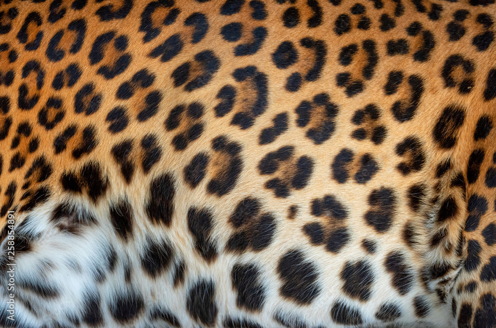 Leopard real fur texture Leopard real fur texture