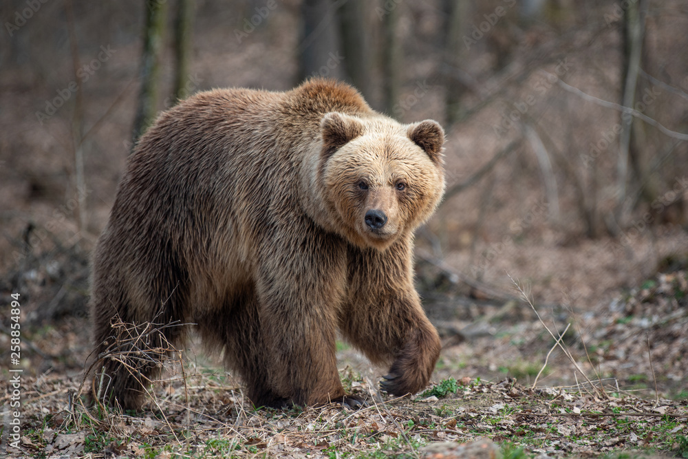 Big brown bear in forest Big brown bear in forest