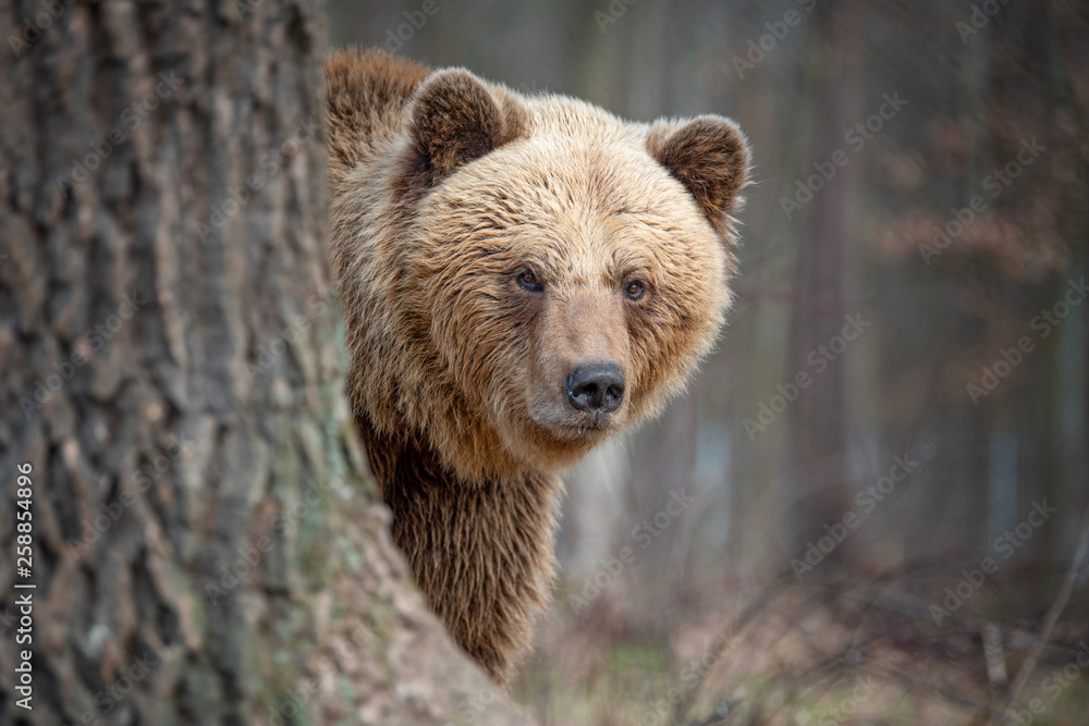 Big brown bear in forest Big brown bear in forest