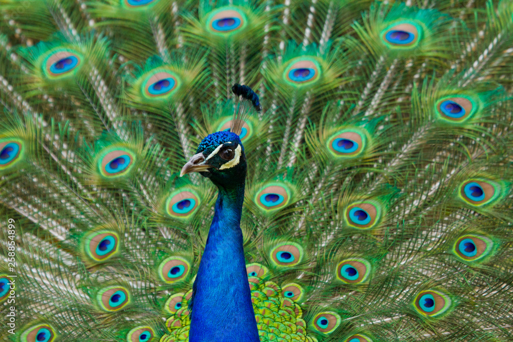 Fototapeta premium Blaue Pfau (Pavo cristatus)