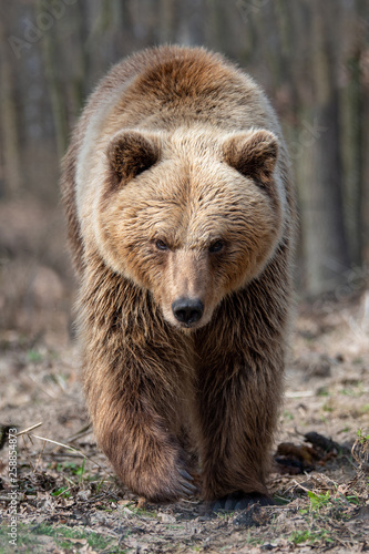 Big brown bear in forest