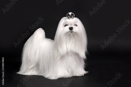 Foto maltese dog on black background