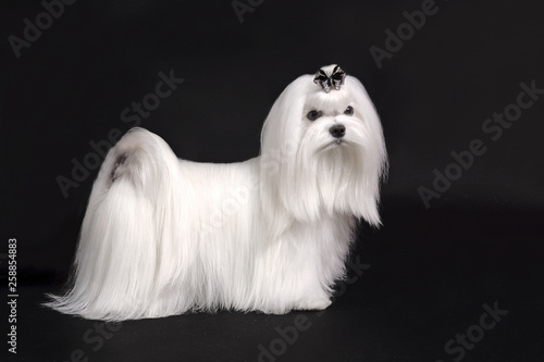 Canvas-taulu maltese dog on black background