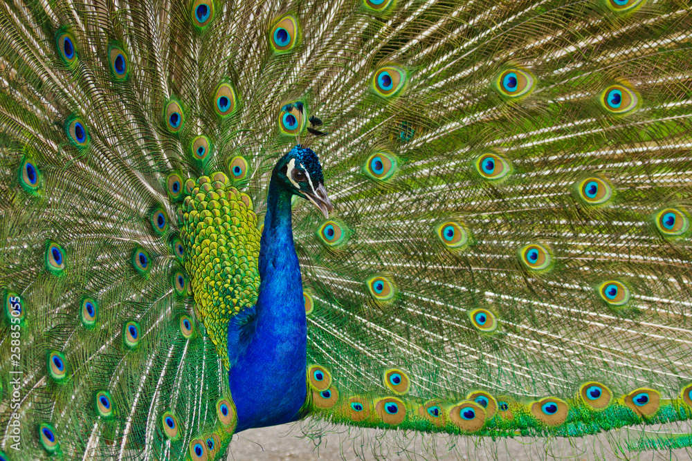 Fototapeta premium Blaue Pfau (Pavo cristatus)