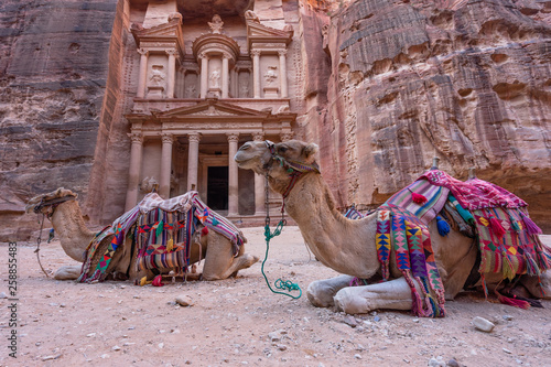  Camel sit in front of The Treasury (Al Khaneh) in Petra ancient city, Jordan