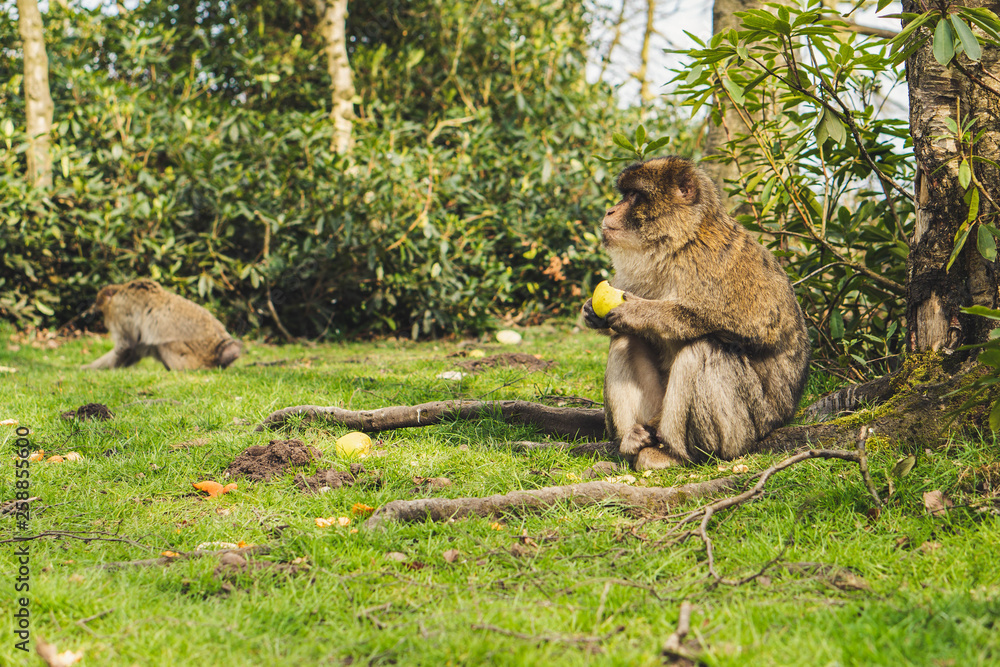 Obraz premium Macaque monkey in a forest