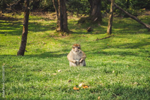Macaque monkey in a forest © miketea88