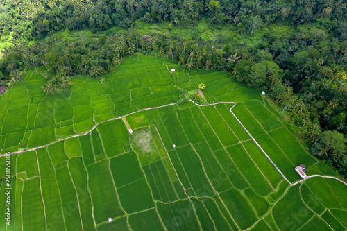 Aerial view of green rice terraces, Ubud nature, Bali, Indonesia.