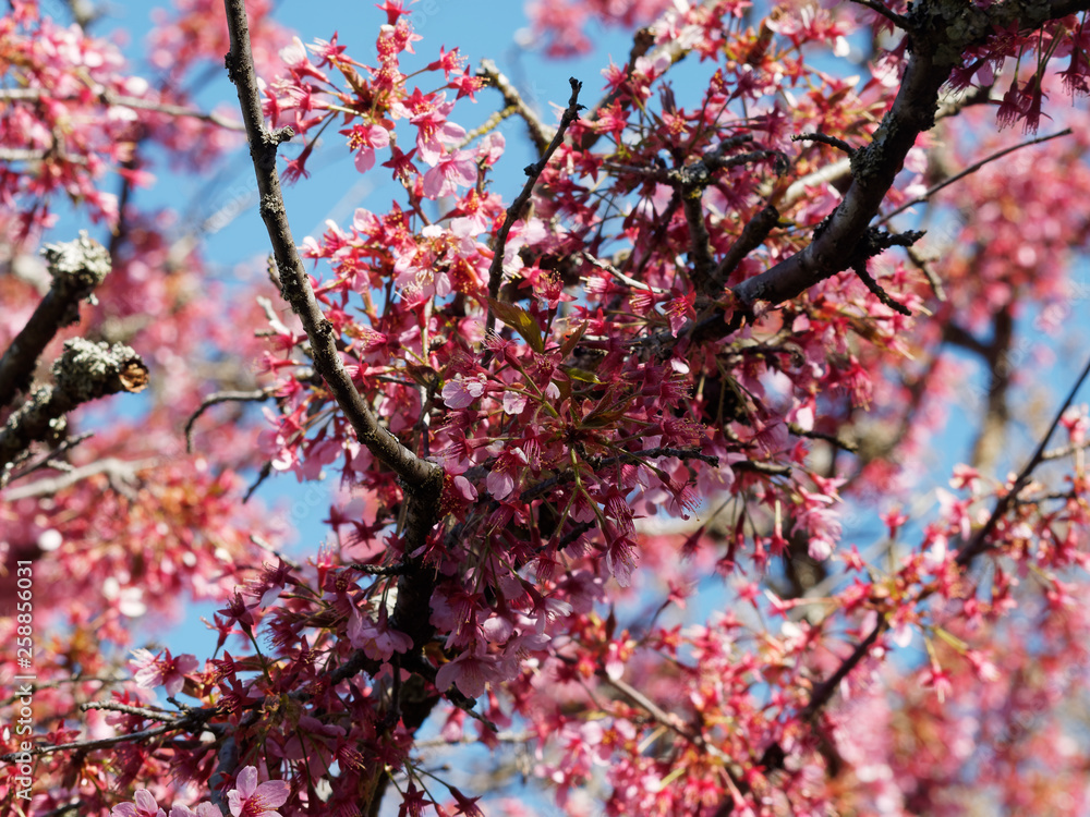 Branches garnies de fleurs du Cerisier du Japon 'Okamé' (Prunus x 'Okame') Branches garnies de fleurs du Cerisier du Japon 'Okamé' (Prunus x 'Okame')