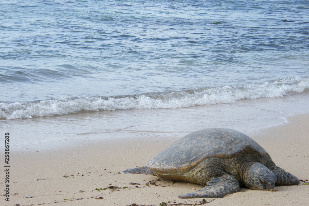 Sea Turtle on the beach