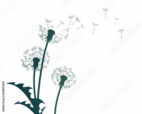 Fototapeta Naklejka Na Ścianę i Meble -  A flower of a field dandelion with flying seeds.