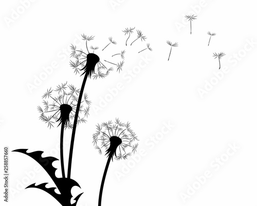 kwiat-polnego-mniszka-lekarskiego-z-latajacymi-ziarnami
