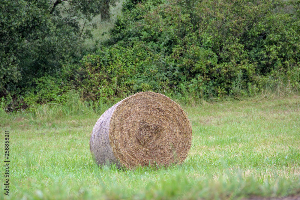 One hay roll laying down ona field of grass with green trees in the background One hay roll laying down ona field of grass with green trees in the background