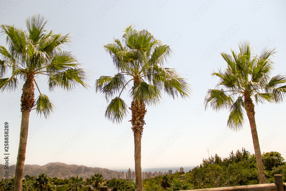 Palm trees in front of adeep horizon Palm trees in front of adeep horizon