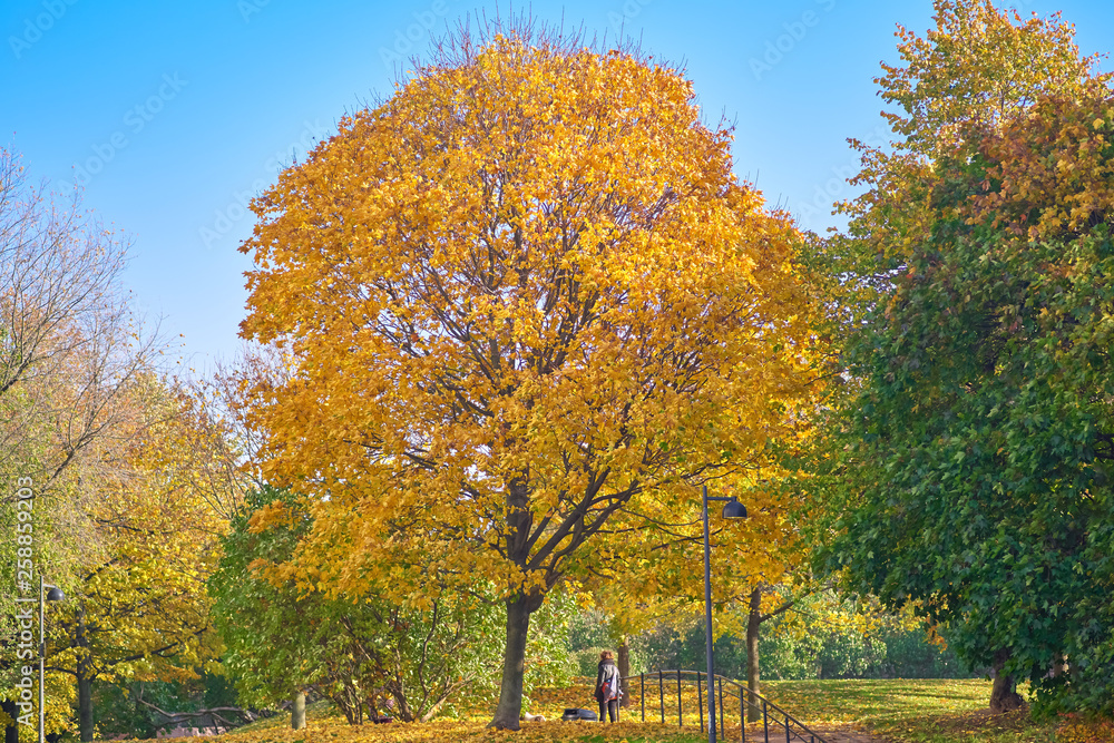 Tree with yellow leaves in sunlight. A park, Autumn Tree with yellow leaves in sunlight. A park, Autumn