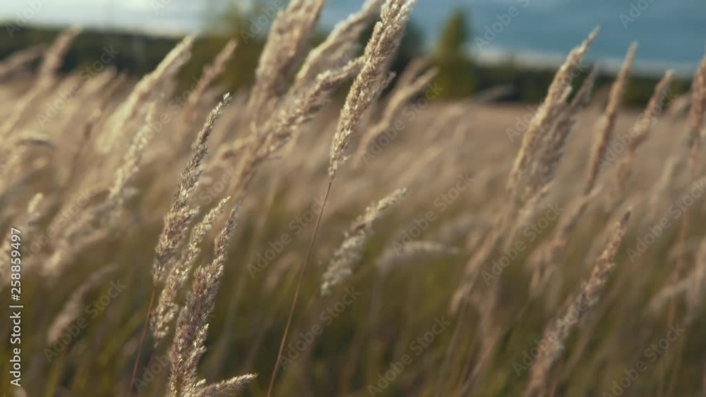 Beautiful ears flying in the wind at sunset time. Feather grass close up. Field of golden ears Beautiful ears flying in the wind at sunset time. Feather grass close up. Field of golden ears
