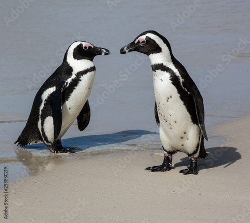 Penguin Pair on the clean sand at the sea shore
