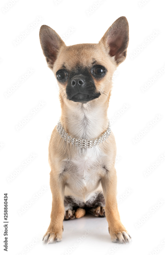 chihuahua in studio chihuahua in studio