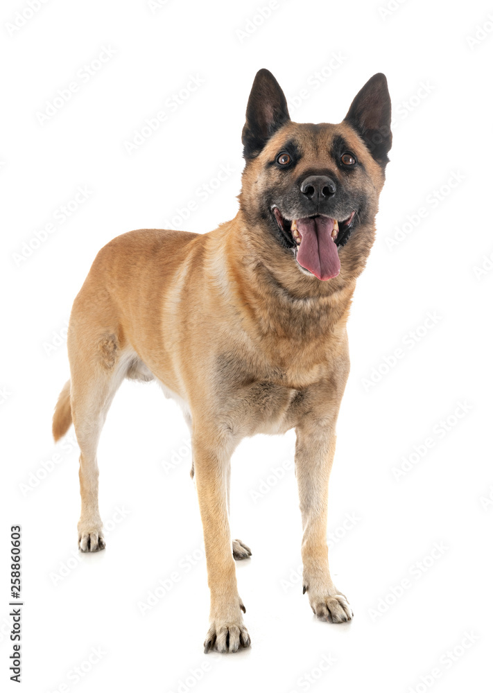 malinois in studio malinois in studio