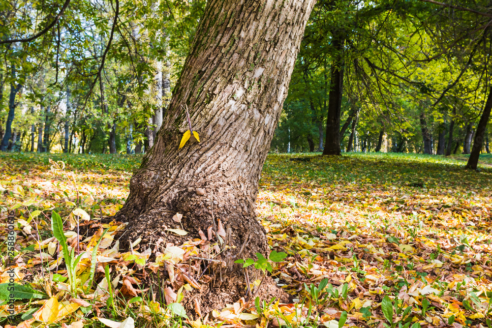 Tree trunk in the autumn Park